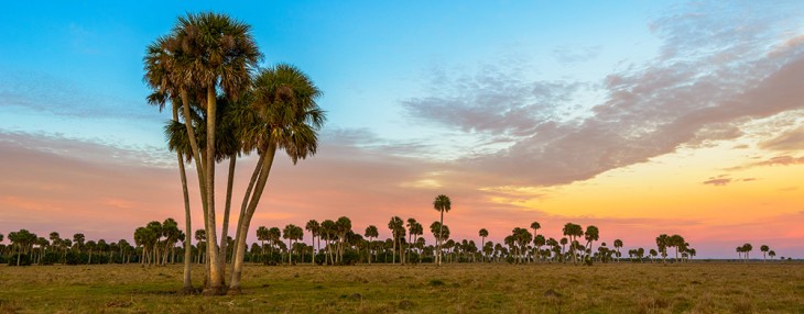 Lake Jessup Palms 2