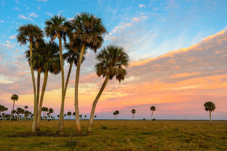 Lake Jessup Palms