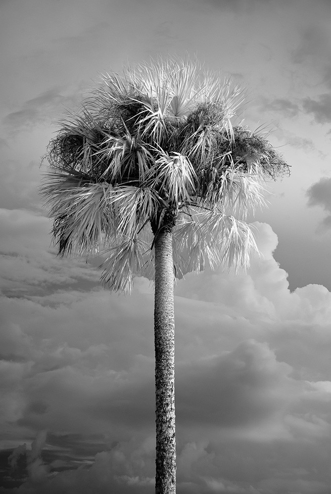 Solo Palm