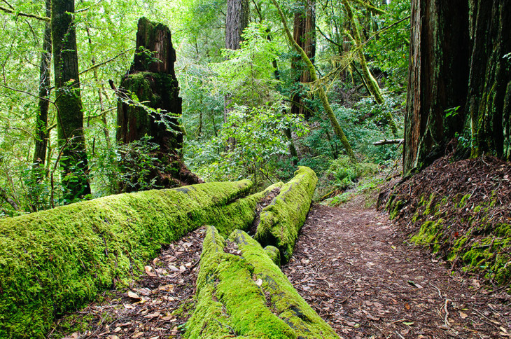 Big Basin