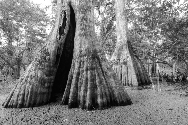 Deep Creek Cypress 1