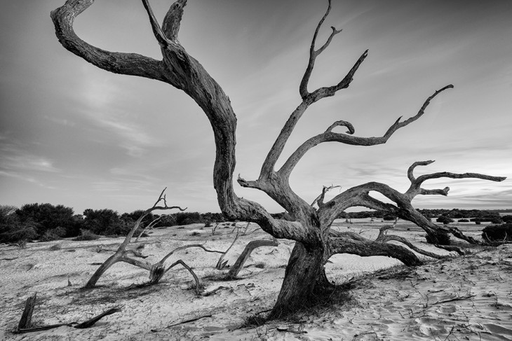 cumberland-island-DSC_3782-web