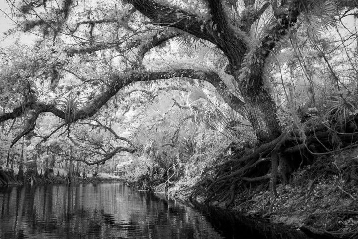 Fisheating Creek