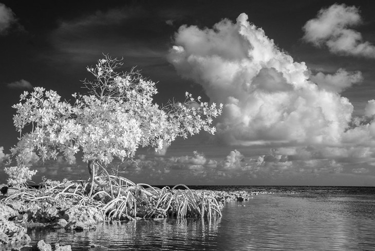 mangrove