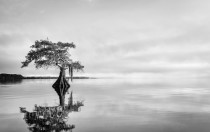 Blue Cypress Serenity - Black and white lake Cypress tree photo