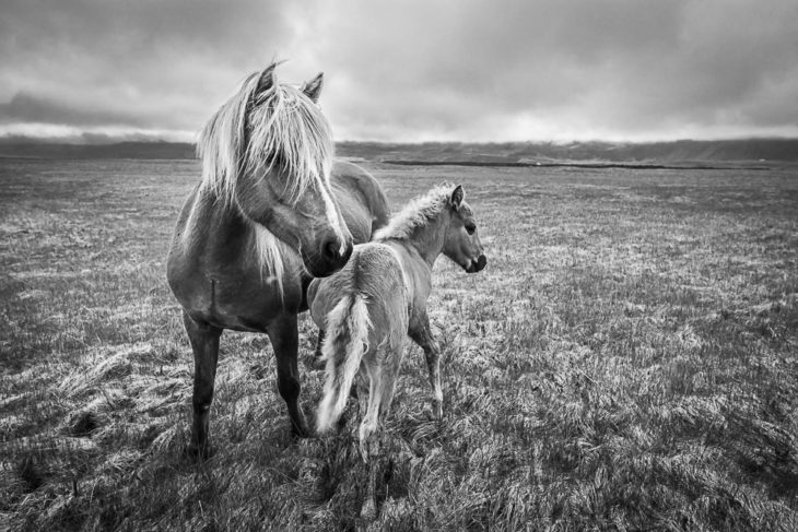 Icelandic Horses