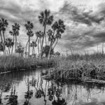 Reflections on the Chaz